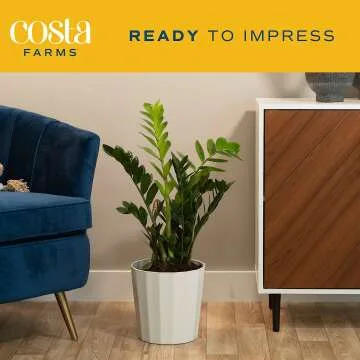 ZZ Plant - Stylish Indoor Houseplant 22" Tall