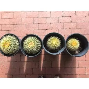 Tank's-Pro Cactus & Succulent Mix 16 qt Premium Soil