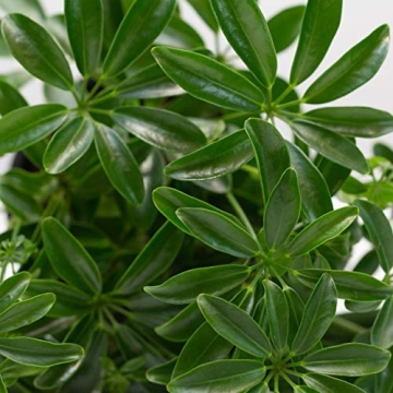 LiveTrends 4 Inch Schefflera - Vibrant Indoor Plant