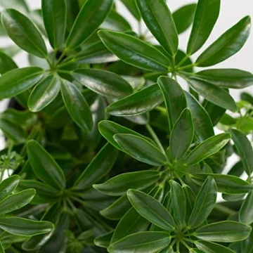 LiveTrends 4 Inch Schefflera - Vibrant Indoor Plant