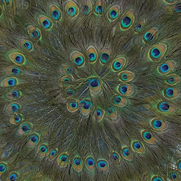 Stunning Huji Peacock Feather Shadow Box Wall Décor