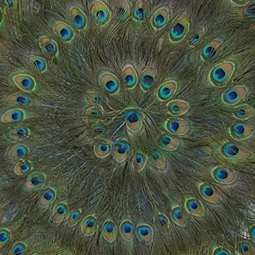 Stunning Huji Peacock Feather Shadow Box Wall Décor