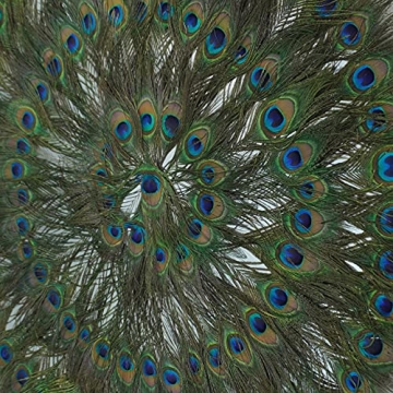 Stunning Huji Peacock Feather Shadow Box Wall Décor