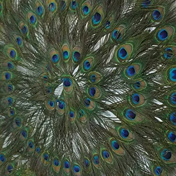 Stunning Huji Peacock Feather Shadow Box Wall Décor