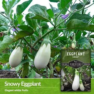 Snowy Eggplant Seeds - Non-GMO Heirloom for Your Garden