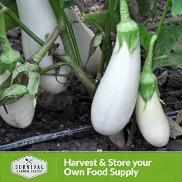 Snowy Eggplant Seeds - Non-GMO Heirloom for Your Garden