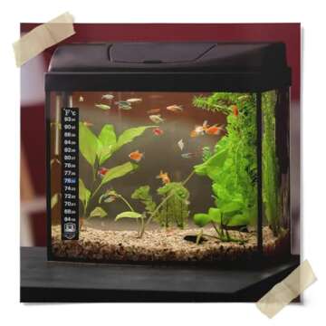 3 Pack Kombucha Fermentation Adhesive Strip Thermometer - Displays Temperature in Degrees in Celsius and Fahrenheit - Easy to Use - Accurate - Great for Kombucha, Beer, Wine, Vegetable Fermentation