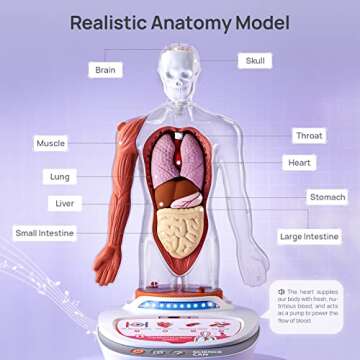 Science Can Human Body Model for Kids, Interactive Human Anatomy Talking Model - 11 Inch Realistic A...