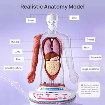 Science Can Human Body Model for Kids, Interactive Human Anatomy Talking Model - 11 Inch Realistic A...
