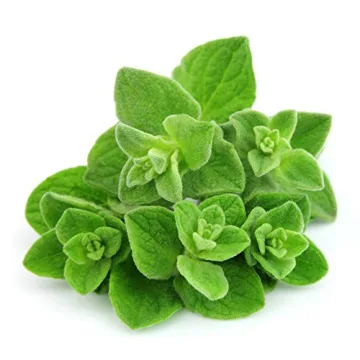 ArOmis Oregano Essential Oil for Aromatherapy 100% Pure