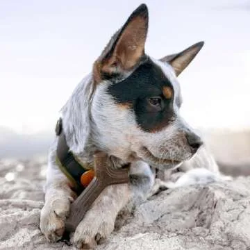 Benebone Puppy Holiday 4-Pack Dog Chew Toys