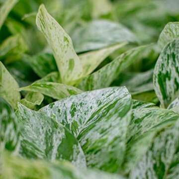 Urban Jungle Pothos Marble Queen - Easy Care Live Plant