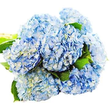 KaBloom Flowers - Easter Collection - 15 Blue Hydrangeas (Farm-Fresh, Naturally Colored, Premium Qua...