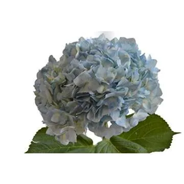 KaBloom Easter Collection 15 Blue Hydrangeas - Fresh Gift Idea