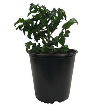 Viagrow VHPP500-10 VHPP Nursery Pots, 5 Gallon, Black