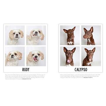 Charming Shelter Dogs in a Heartwarming Photo Collection