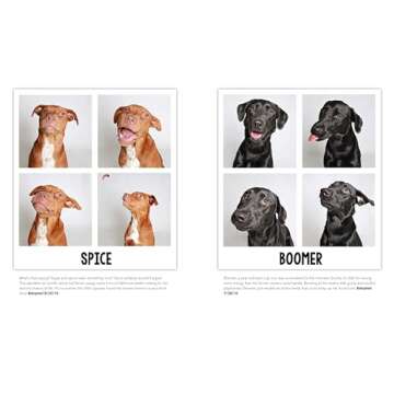 Charming Shelter Dogs in a Heartwarming Photo Collection