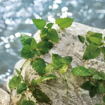 Dolce & Gabbana Light Blue Pour Homme Eau De Toilette 75ml