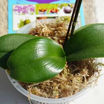 Kapecute Sphagnum Moss for Plants and Reptiles 10oz