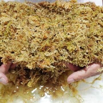 Kapecute Sphagnum Moss for Plants and Reptiles 10oz