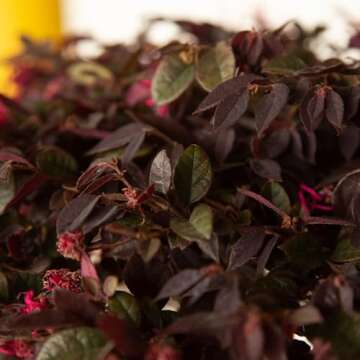 Southern Living Purple Daydream Loropetalum for Your Garden