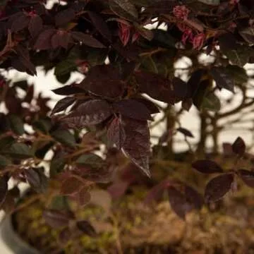 Southern Living Purple Daydream Loropetalum for Your Garden