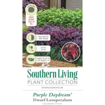 Southern Living Purple Daydream Loropetalum for Your Garden