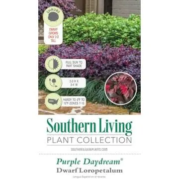 Southern Living Purple Daydream Loropetalum for Your Garden