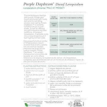 Southern Living Purple Daydream Loropetalum for Your Garden