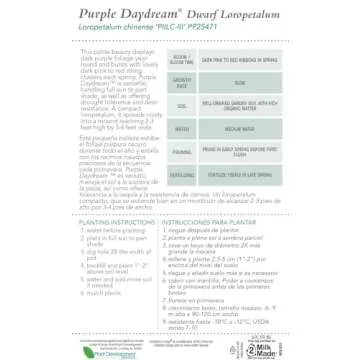 Southern Living Purple Daydream Loropetalum for Your Garden