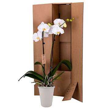 DecoBlooms Premium White Orchid Live Indoor Plant - 5 inch Blooms, Modern Pot Included, Gift Fresh F...
