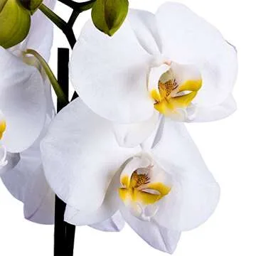 DecoBlooms Premium White Orchid Live Indoor Plant - 5 inch Blooms, Modern Pot Included, Gift Fresh Flowering Home Decor for Anniversary, Birthday, Congratulations, Get Well, Sympathy, Thank You
