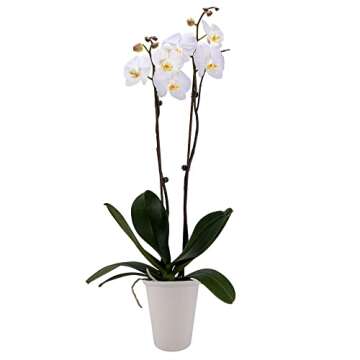 DecoBlooms Premium White Orchid Live Indoor Plant - 5 inch Blooms, Modern Pot Included, Gift Fresh Flowering Home Decor for Anniversary, Birthday, Congratulations, Get Well, Sympathy, Thank You
