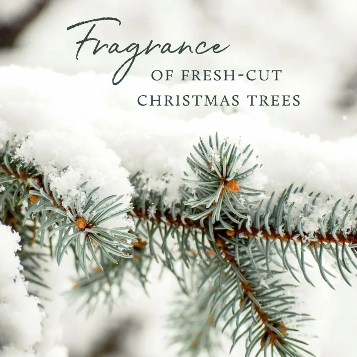 Thymes Frasier Fir Petite Pinecone Candle – Seasonal Fragrance
