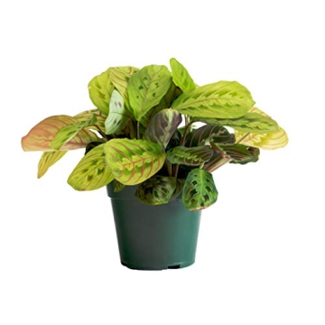 Urban Jungle Prayer Plant Maranta Red Perfect Indoor Gift