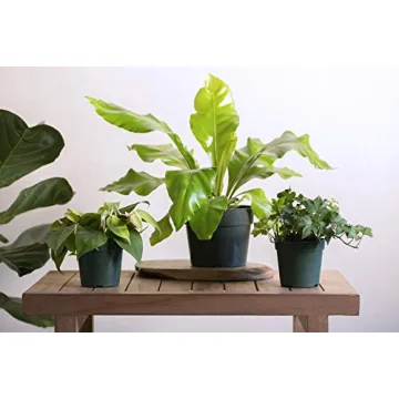 Urban Jungle Prayer Plant Maranta Red Perfect Indoor Gift