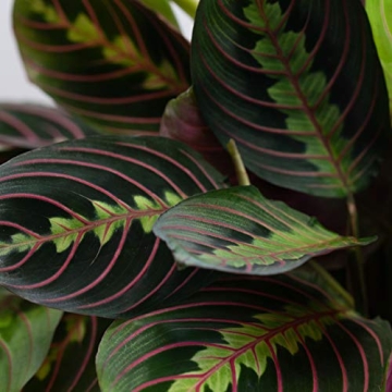 Urban Jungle Prayer Plant Maranta Red Perfect Indoor Gift