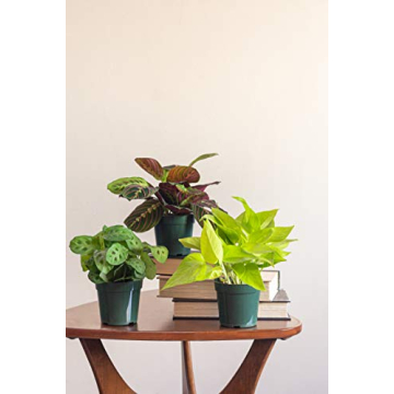 Urban Jungle Prayer Plant Maranta Red Perfect Indoor Gift