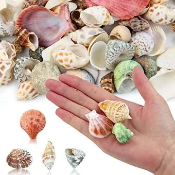 Weoxpr 200 Pcs Sea Shells Bulk Mixed Ocean Beach Seashells for Kids, Various Sizes Natural Sea Shell for Crafts, Home Decorations, Beach Theme Party, Wedding Decor, DIY Crafts, Crafting Shells