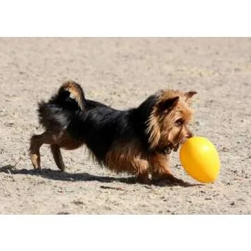 Jolly Pets Jolly Egg Dog Toy for Active Dogs 8 Inches