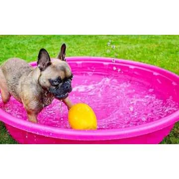 Jolly Pets Jolly Egg Dog Toy for Active Dogs 8 Inches