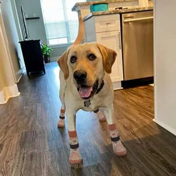 EXPAWLORER Dog Socks: Anti-Slip Paw Protectors for All Ages