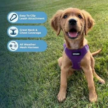 Voyager Mesh Harness & Leash Combo for Dogs - Purple Set