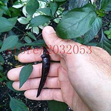 100 Hot Black Cobra Peppers,Chili seeds .Rare NO-GMO vegetable seeds for home garden planting