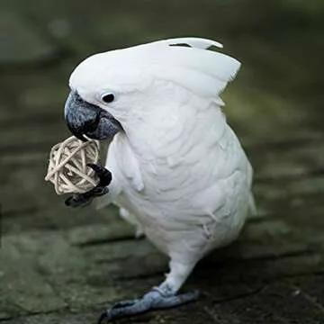 Benvo Rattan Balls 32 Pack - Perfect Pet Chewing Toy