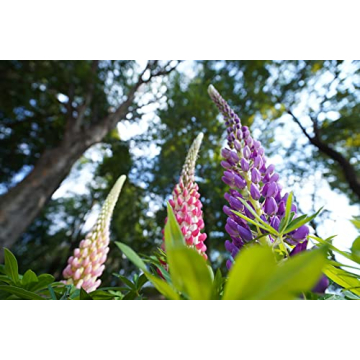 Sony FE PZ 16-35mm F4 G Lens - Ultimate Wide-Angle Power Zoom