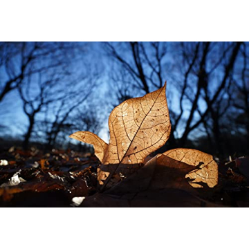 Sony FE PZ 16-35mm F4 G Lens - Ultimate Wide-Angle Power Zoom