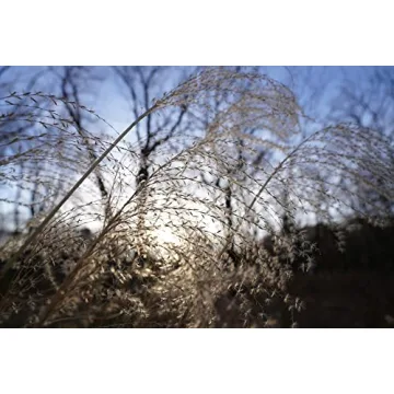 Sony FE PZ 16-35mm F4 G Lens - Ultimate Wide-Angle Power Zoom