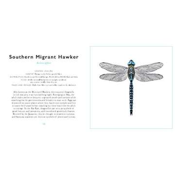 The Little Guide to Bugs: Your Fun Insect Companion