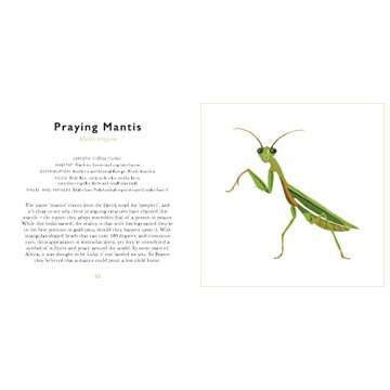 The Little Guide to Bugs: Your Fun Insect Companion